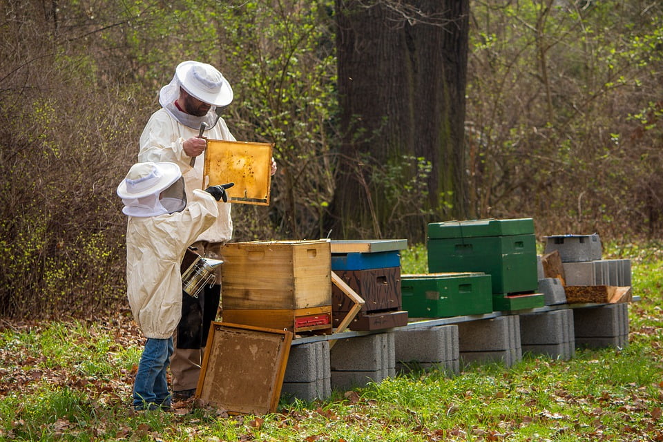 Ilustracija, pčelar, foto: Michael Strobel