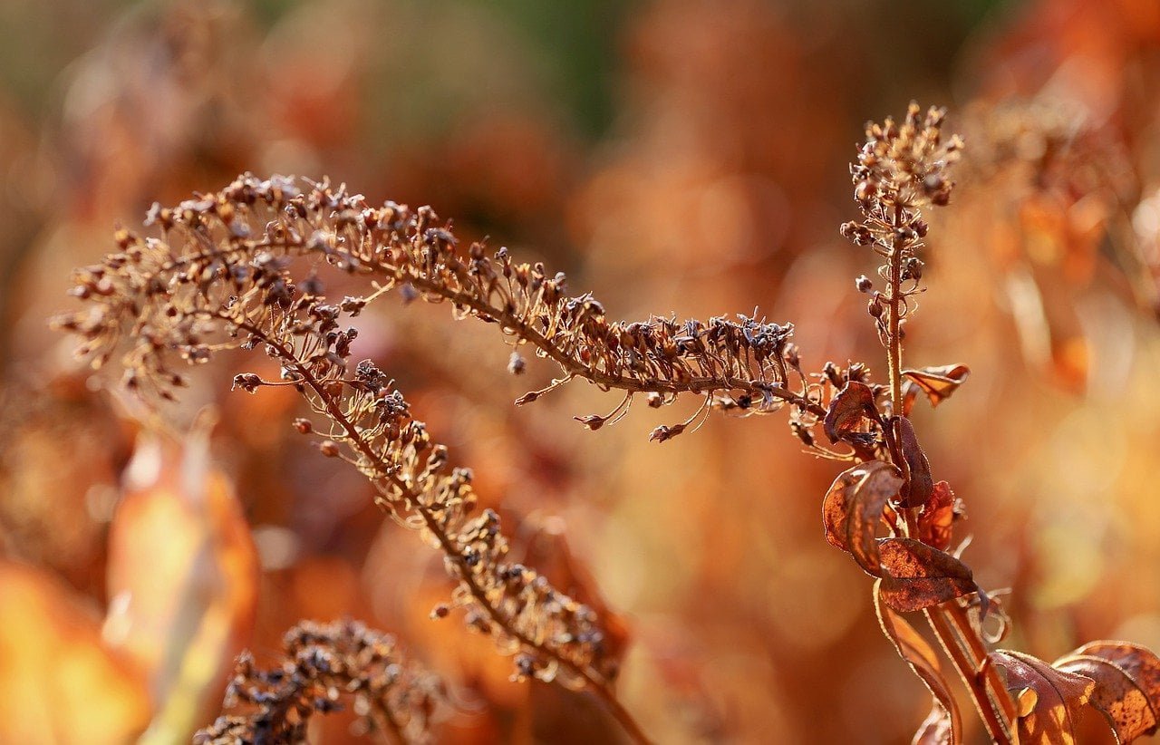 Jesenja sadnja, jesen, ilustracija, pixabay.com