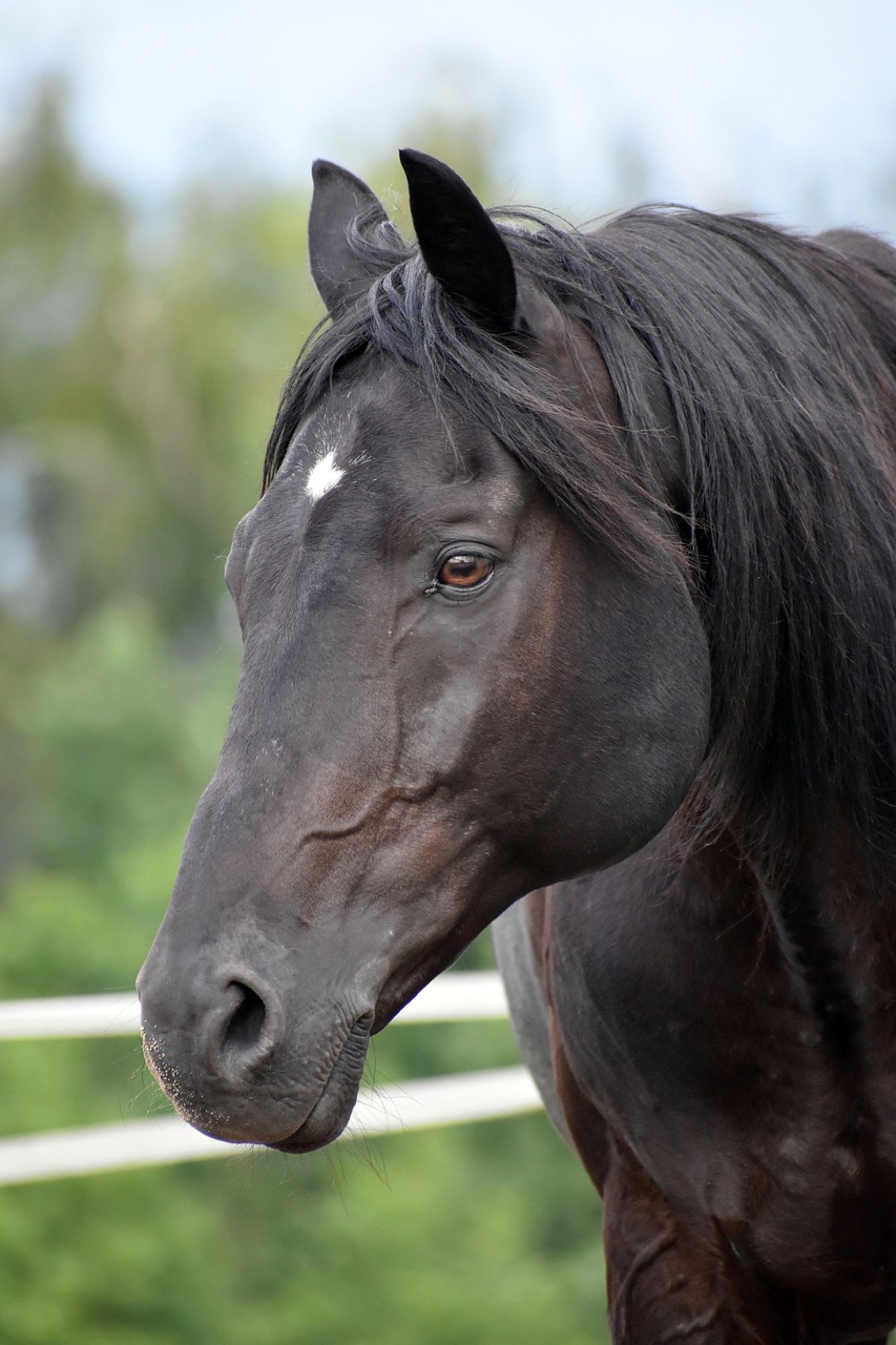 Arapski konj, ilustracija, pixabay.com 