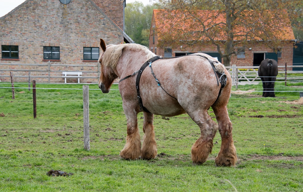 Belgijski konj, foto: pixabay.com
