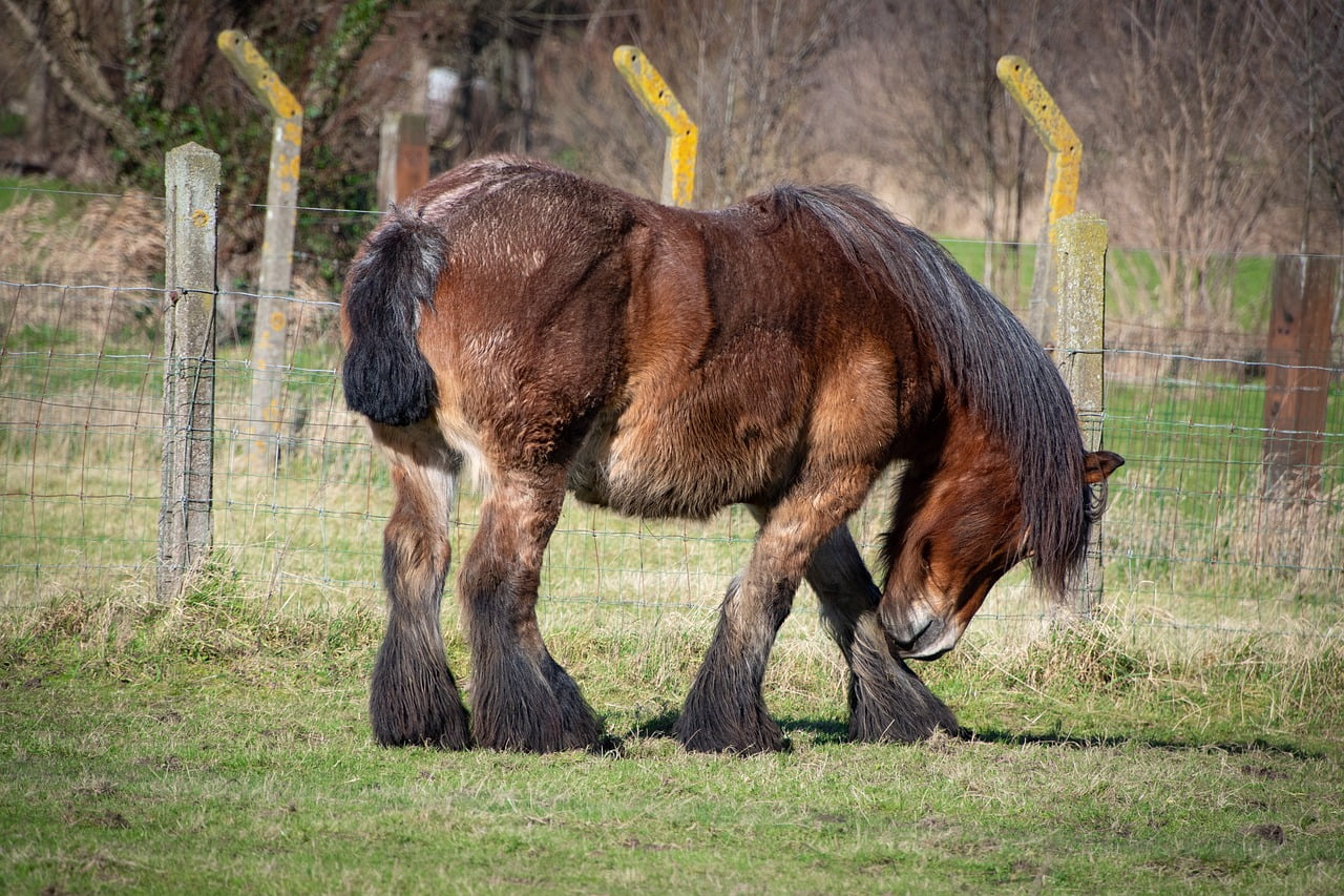 Belgijski konj, ilustracija, foto: pixabay,com