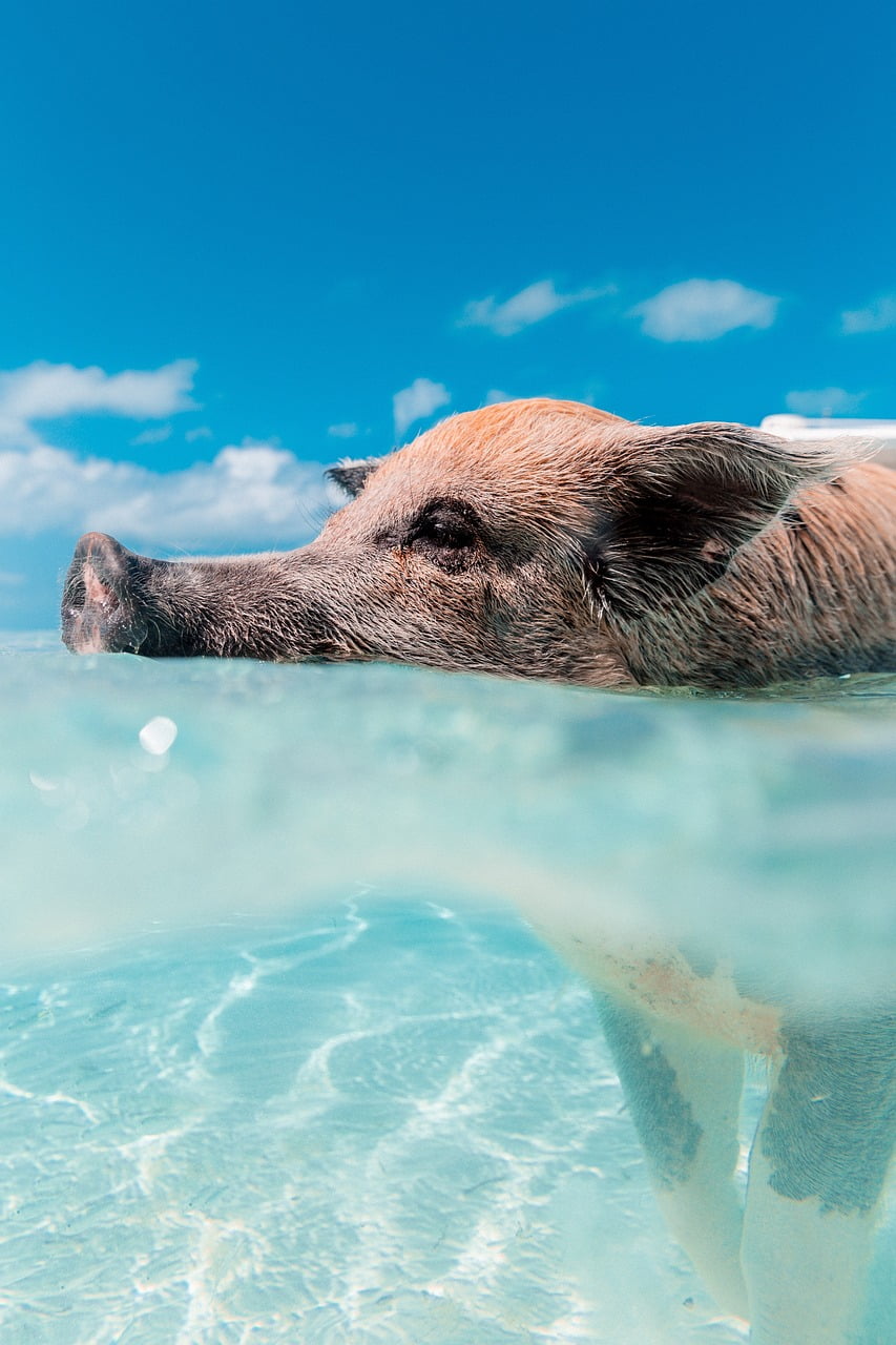 Svinja, uživa u plivanju, foto: pixabay.com / ilustracija 