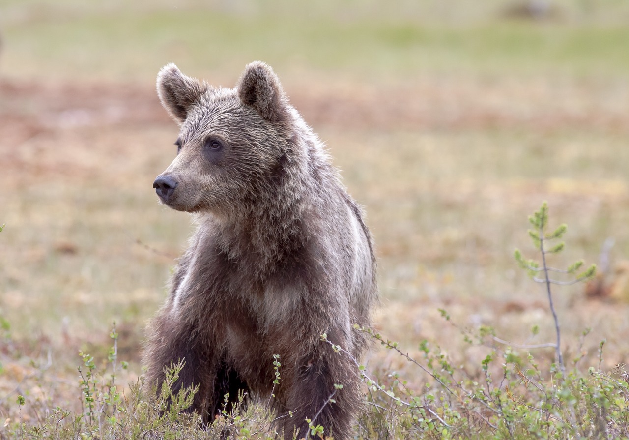 Smeđi medved, Srbija, foto: pixabay.com