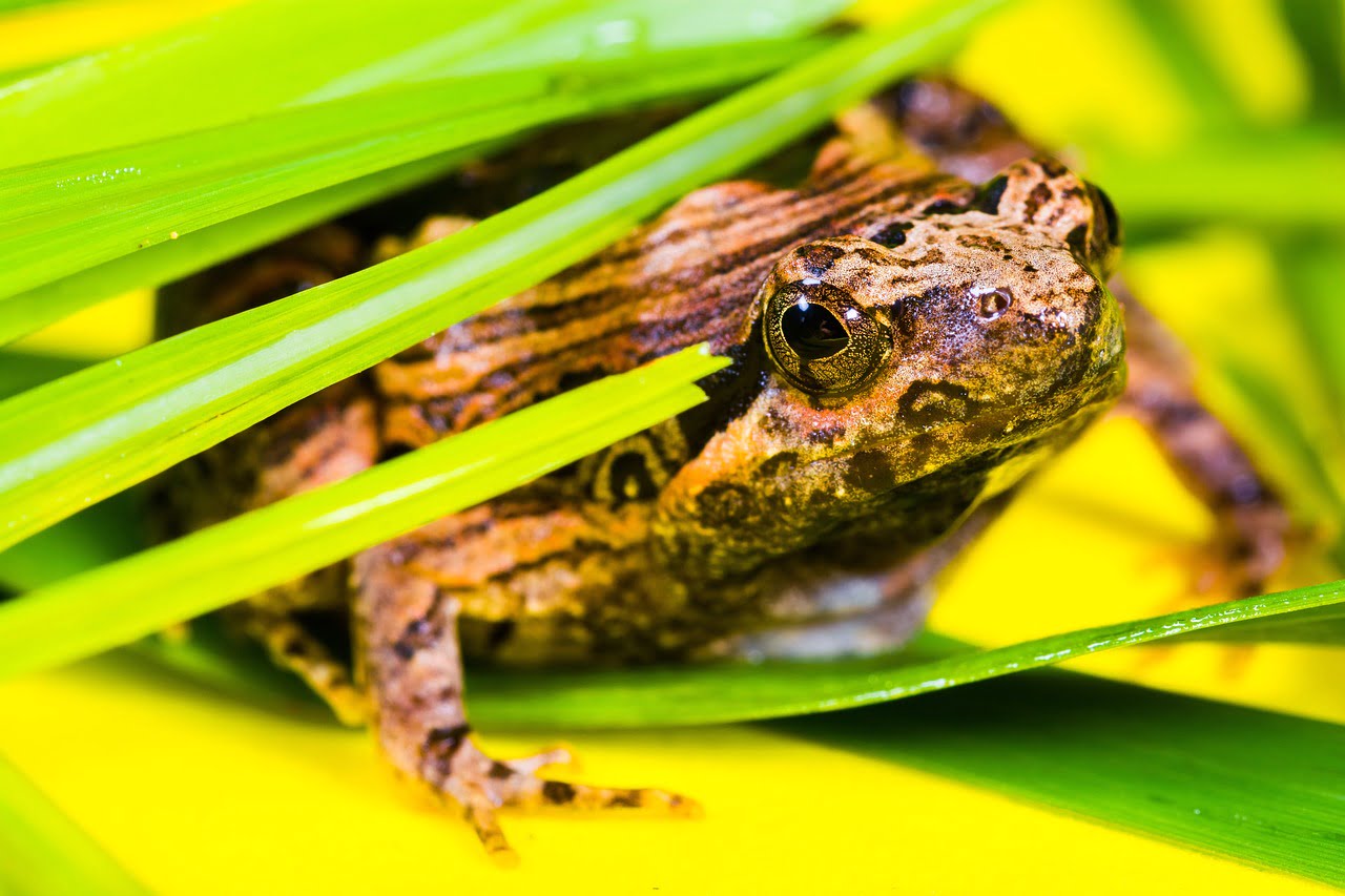 Žaba, ilustracija, foto: pixabay.com