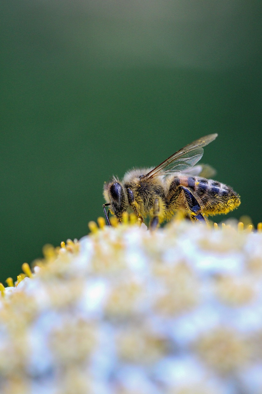 Pčela i med, foto: pixabay.com