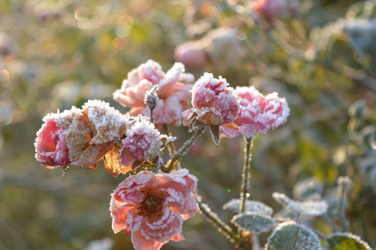 Cveće zimi, foto: pixabay.com / ilustracija