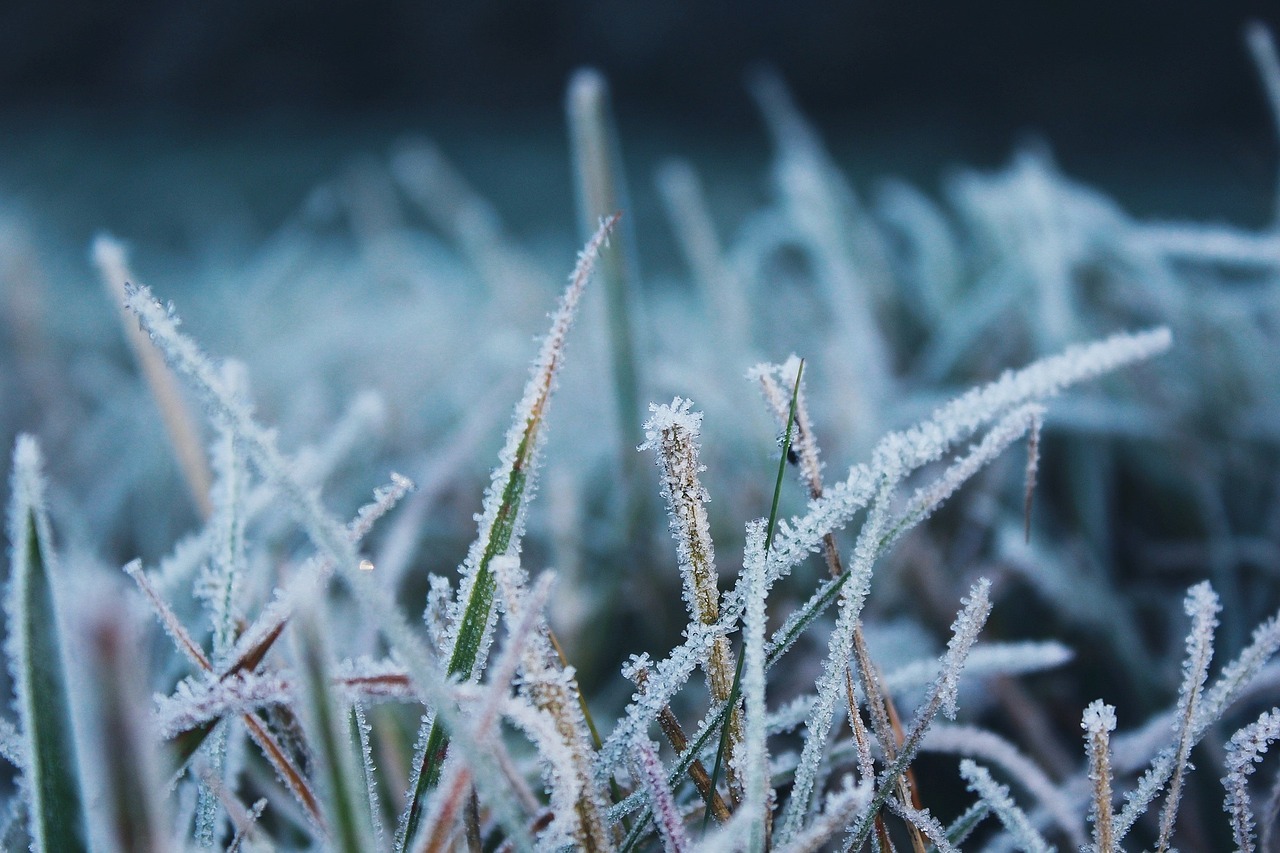 Trava zimi, ilustracija, foto: pixabay.com