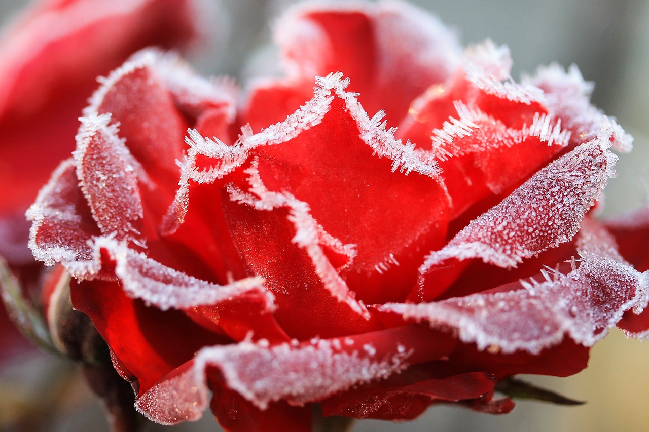 Ruža, ilustracija, foto: pixabay.com 