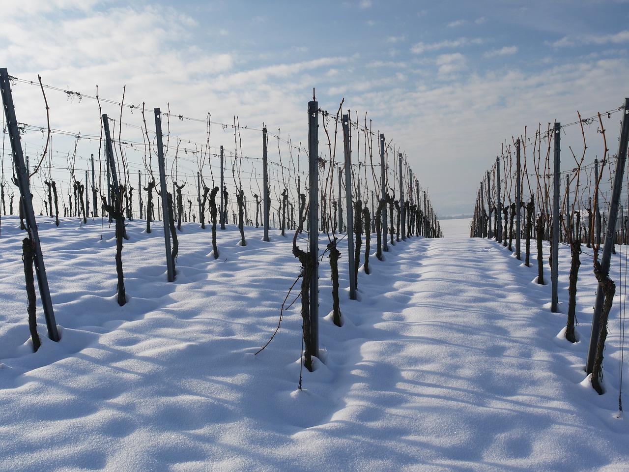 Poljoprivreda zimi, foto: pixabay.com