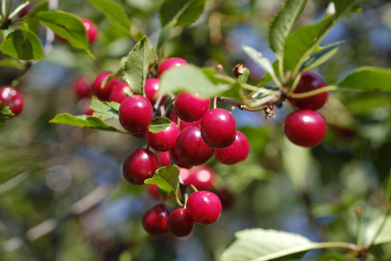 Višnja, ilustracija, foto: pixabay