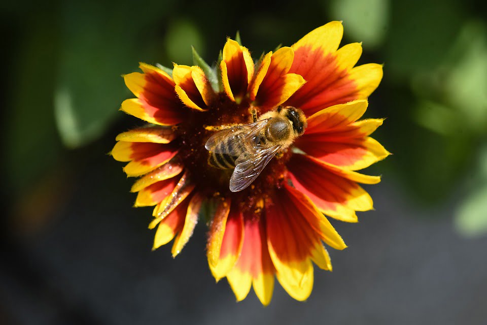 Pčela, ilustracija, pixabay