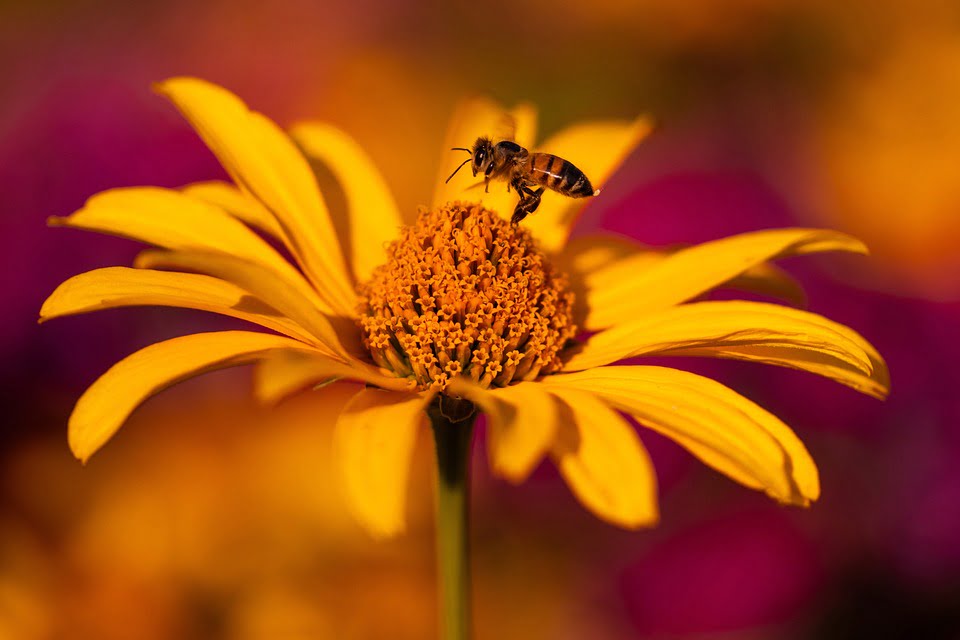 Pčela, ilustracija, pixabay.com